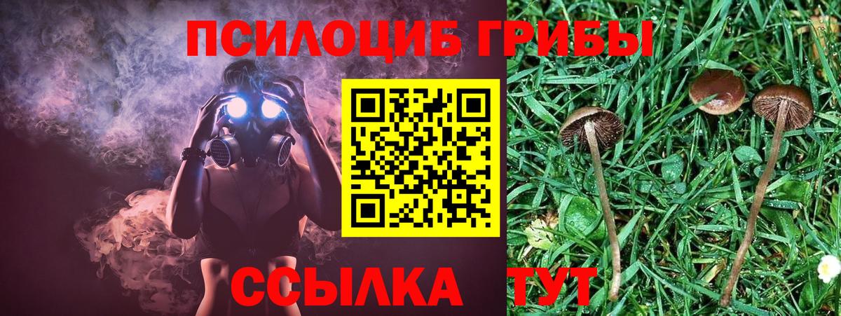Галлюциногенные грибы Psilocybine cubensis Скопин